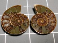 Cleoniceras besairei Ammonite