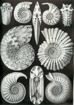 Ammonites and Nautiloids