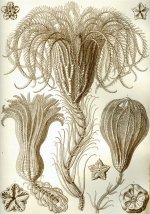 Crinoids and Echinoderm Fossils