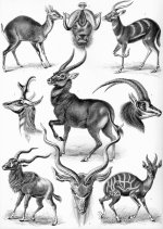 Mammals and Vertebrate Fossils