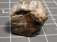 Crytozoon Stromatolite