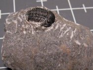 Gerastos granulosus Proetid Trilobite